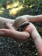 Image of Redbelly Newt