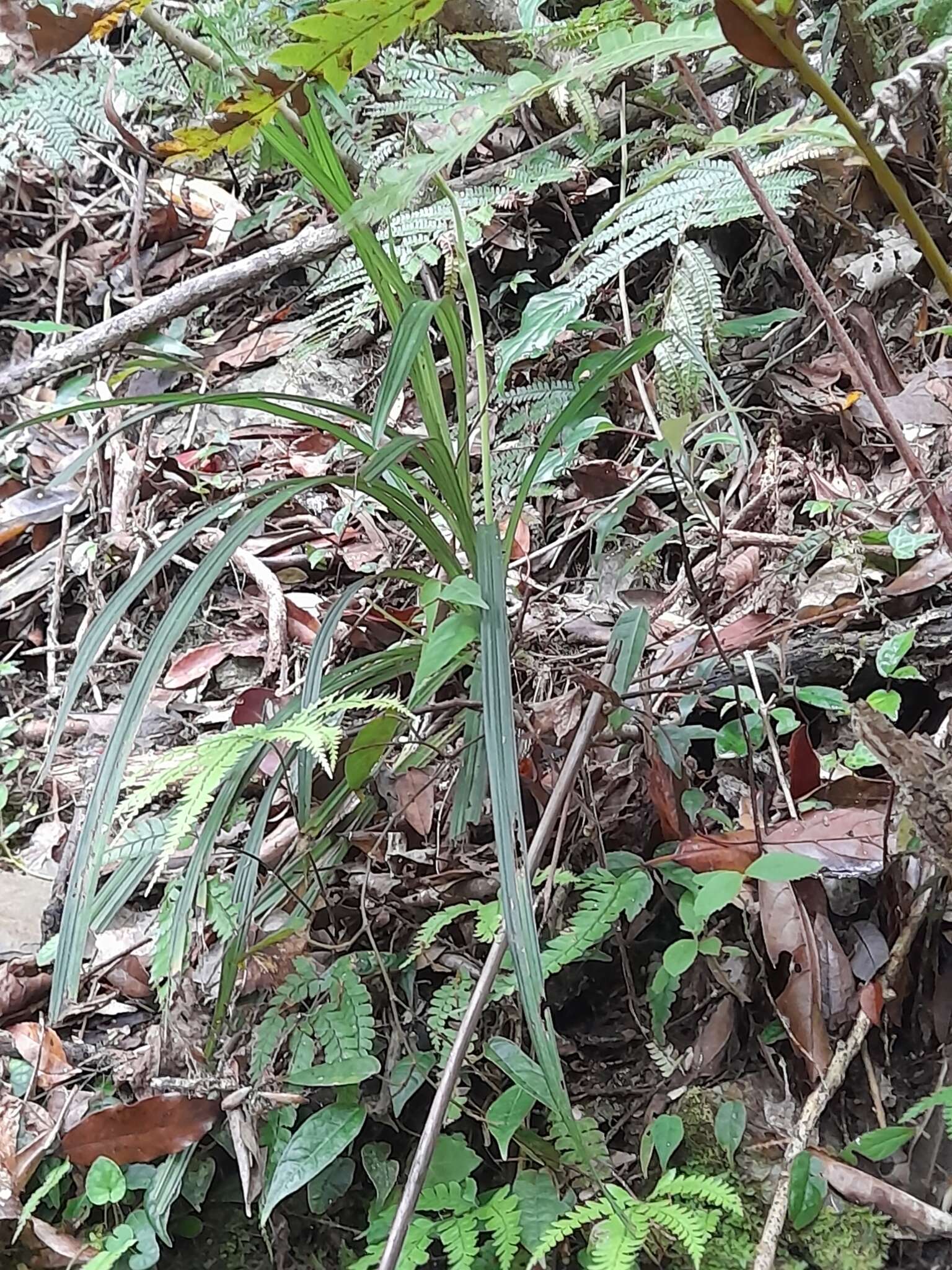 Image of Calanthe davidii Franch.