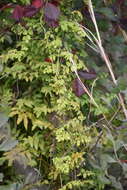 Image of small-leaf climbing fern