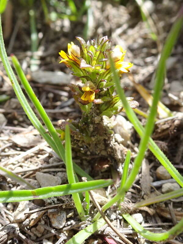 Image of Euphrasia minima Jacq. ex DC.