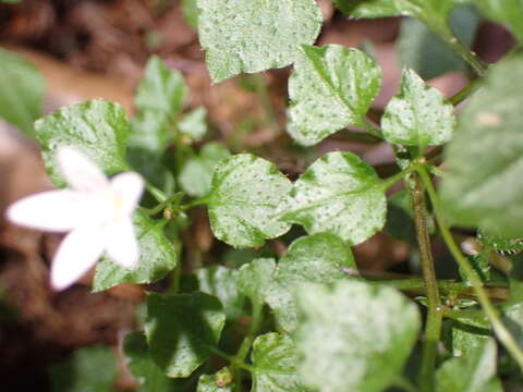 Image of Peracarpa carnosa (Wall.) Hook. fil. & Thomson