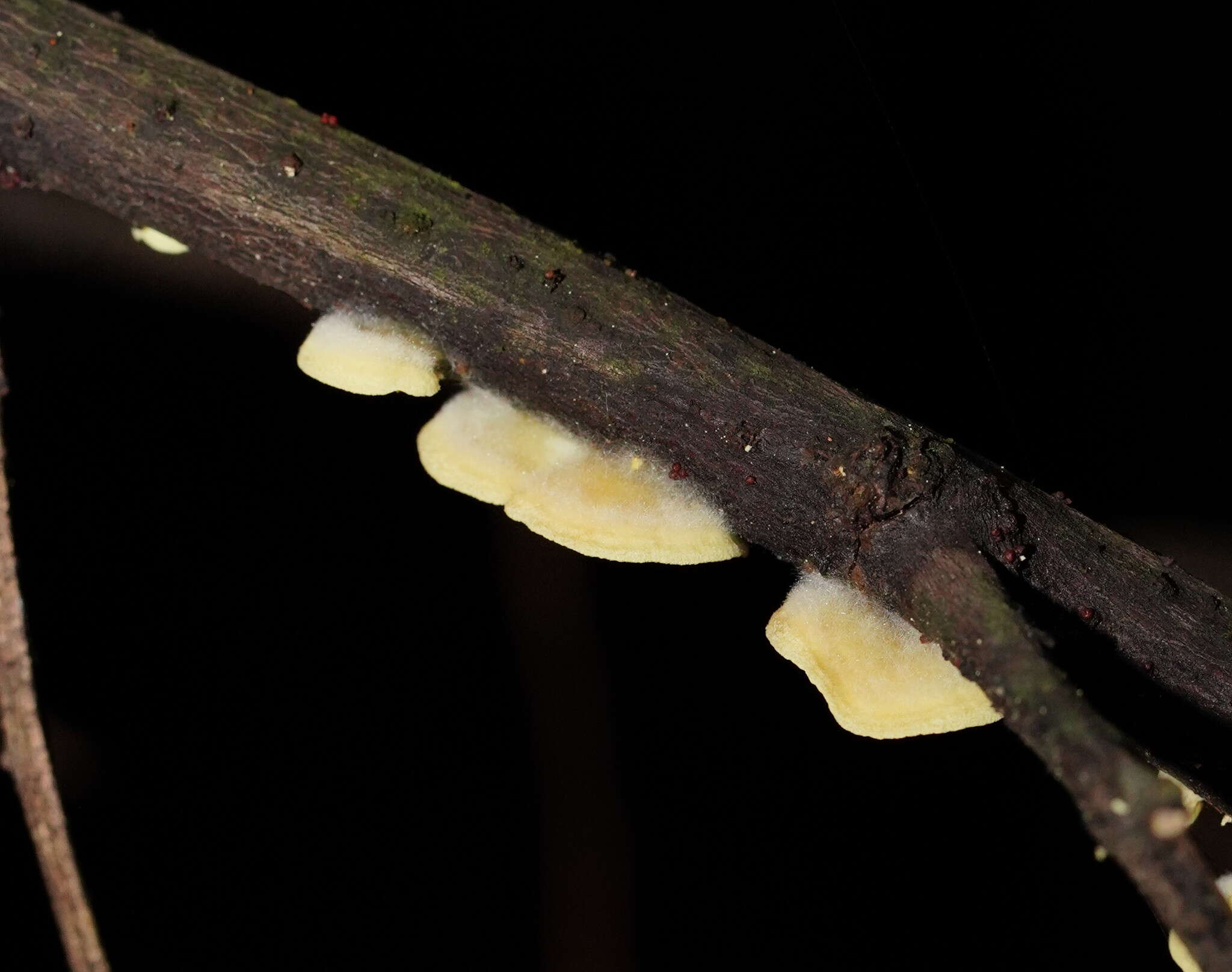 Image of Crepidotus stromaticus (Cooke & Massee) Sacc. 1887