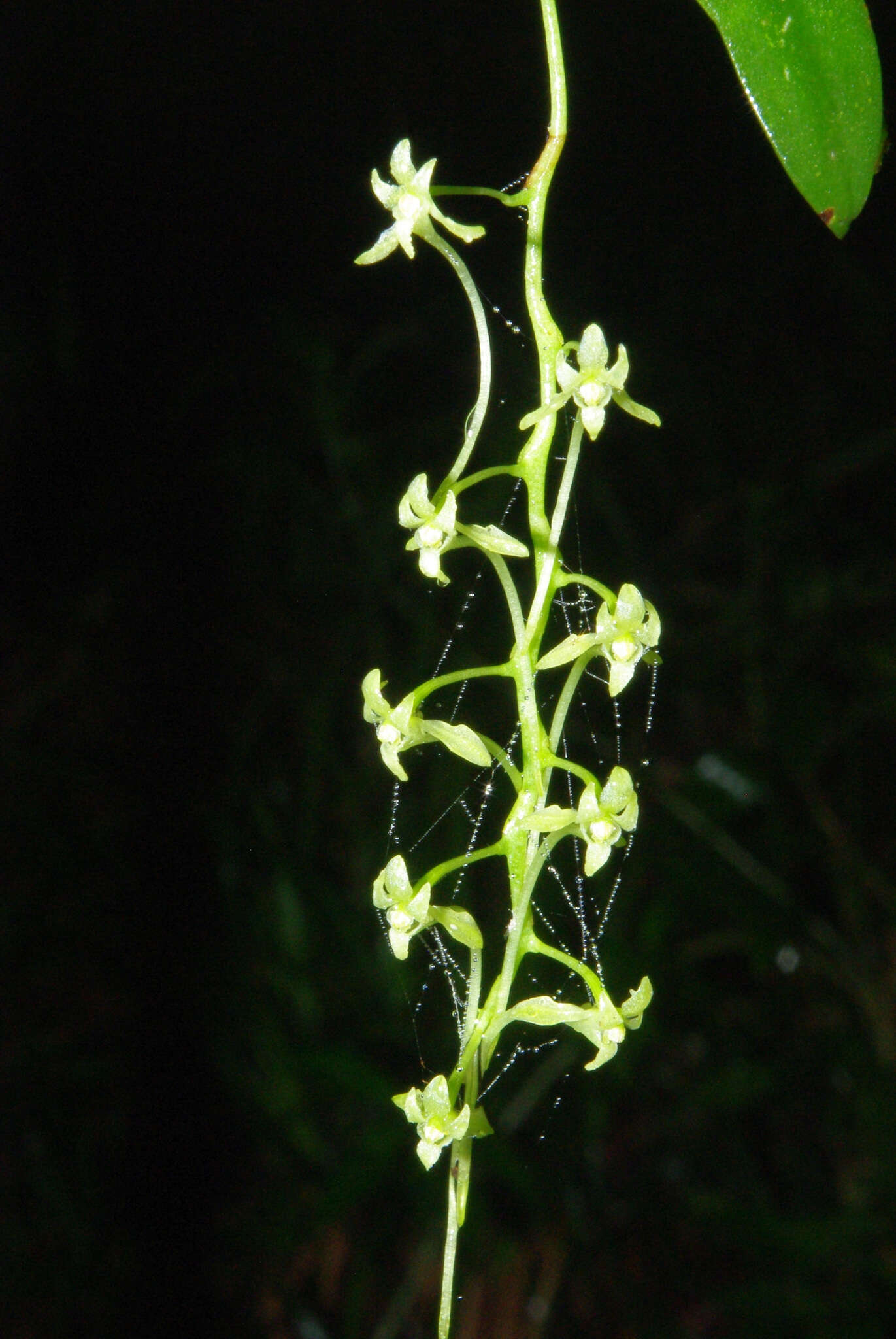 Image of Mystacidium flanaganii (Bolus) Bolus