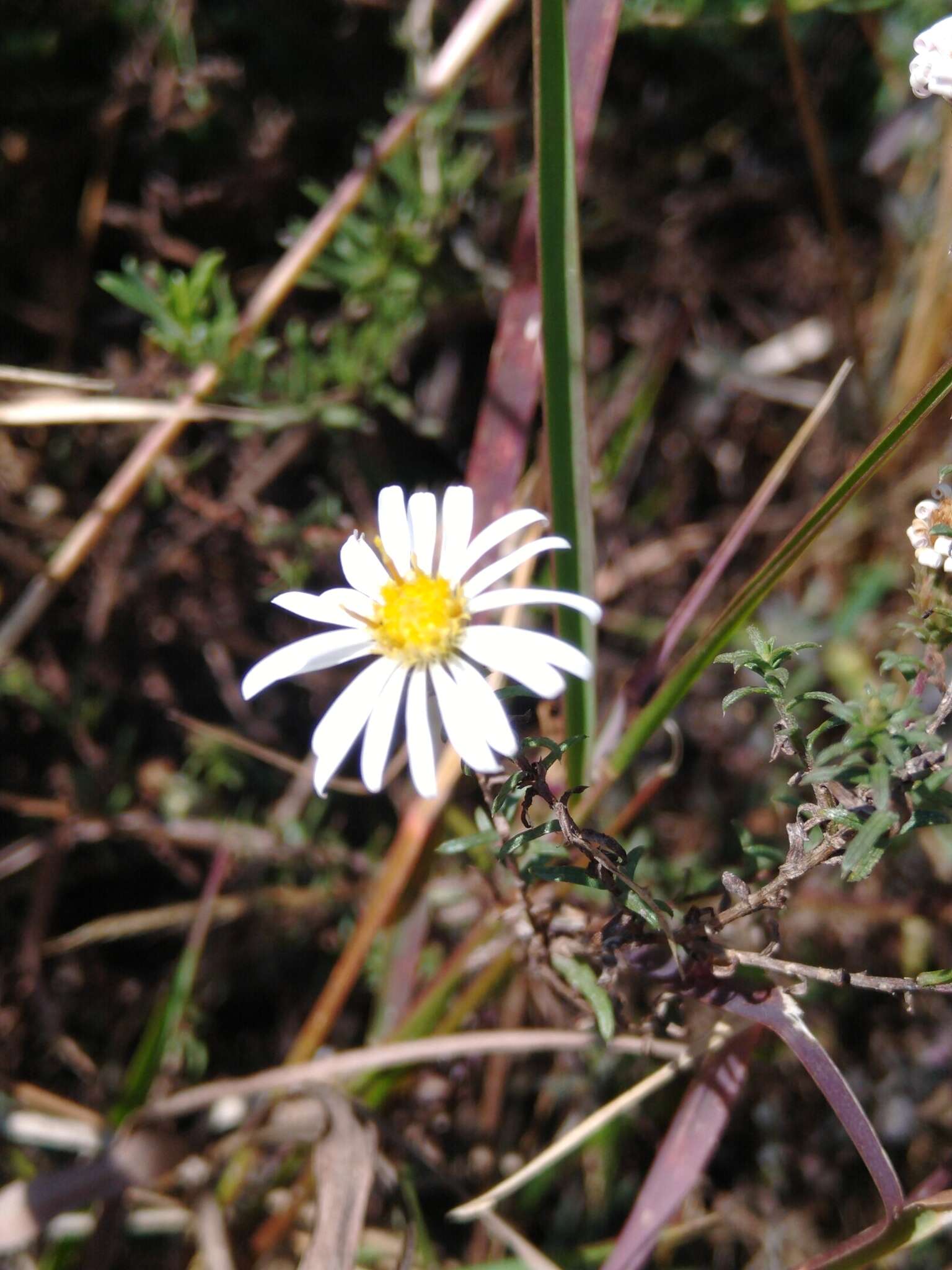 Image de Symphyotrichum trilineatum (Sch. Bip. ex Klatt) G. L. Nesom