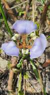 Image of Cypella unguiculata (Baker) Roitman & J. A. Castillo
