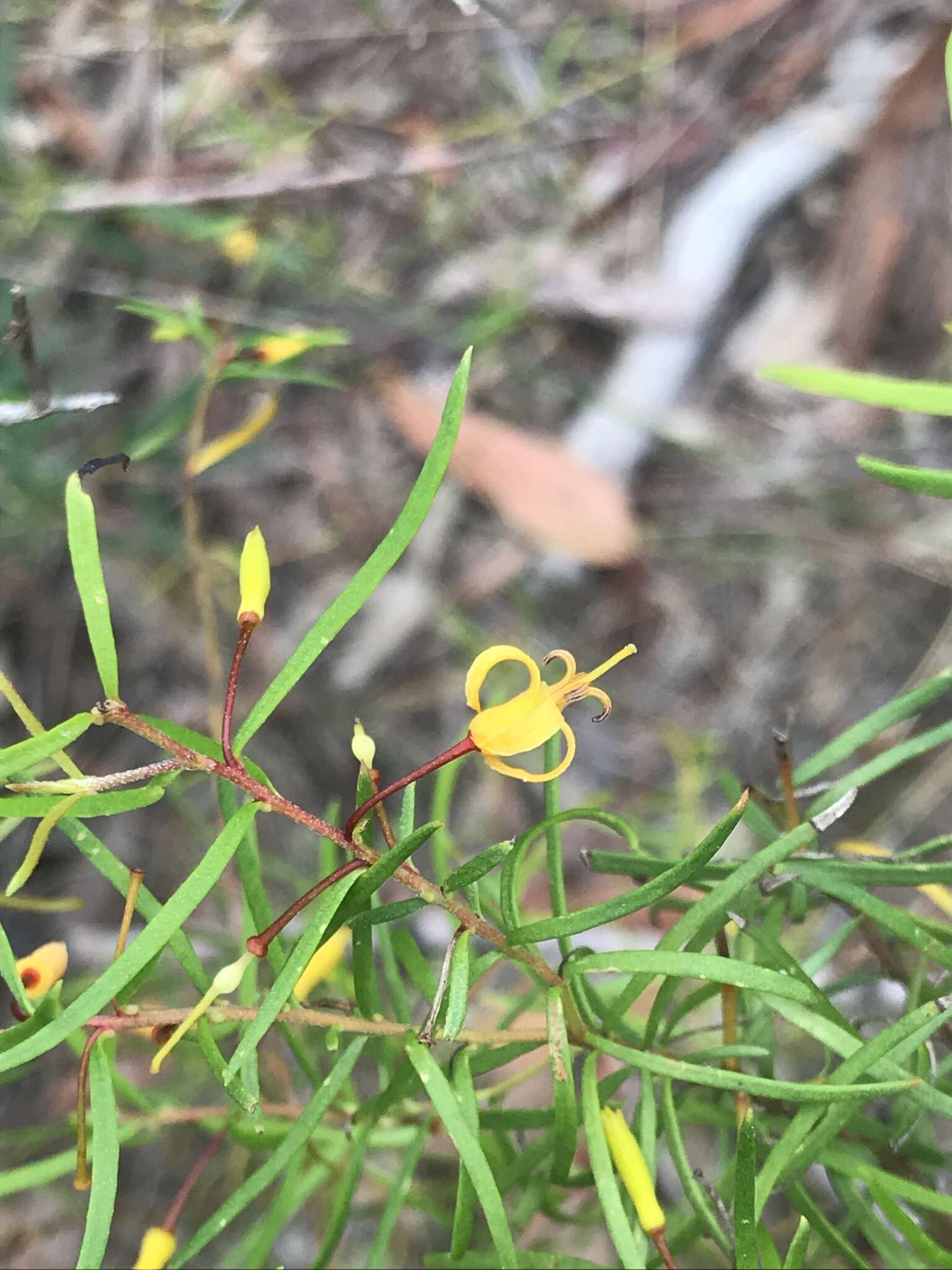 Plancia ëd Persoonia nutans R. Br.