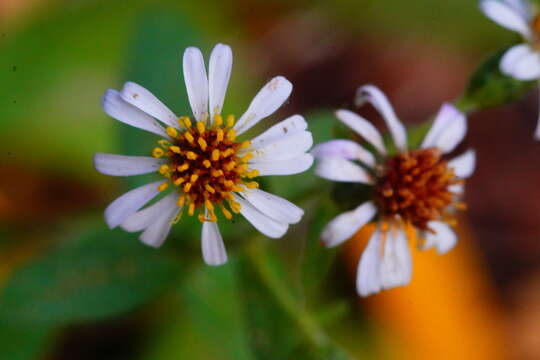 Image de Eurybia radulina (A. Gray) G. L. Nesom