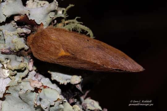 Pachymeta semifasciata Aurivillius resmi