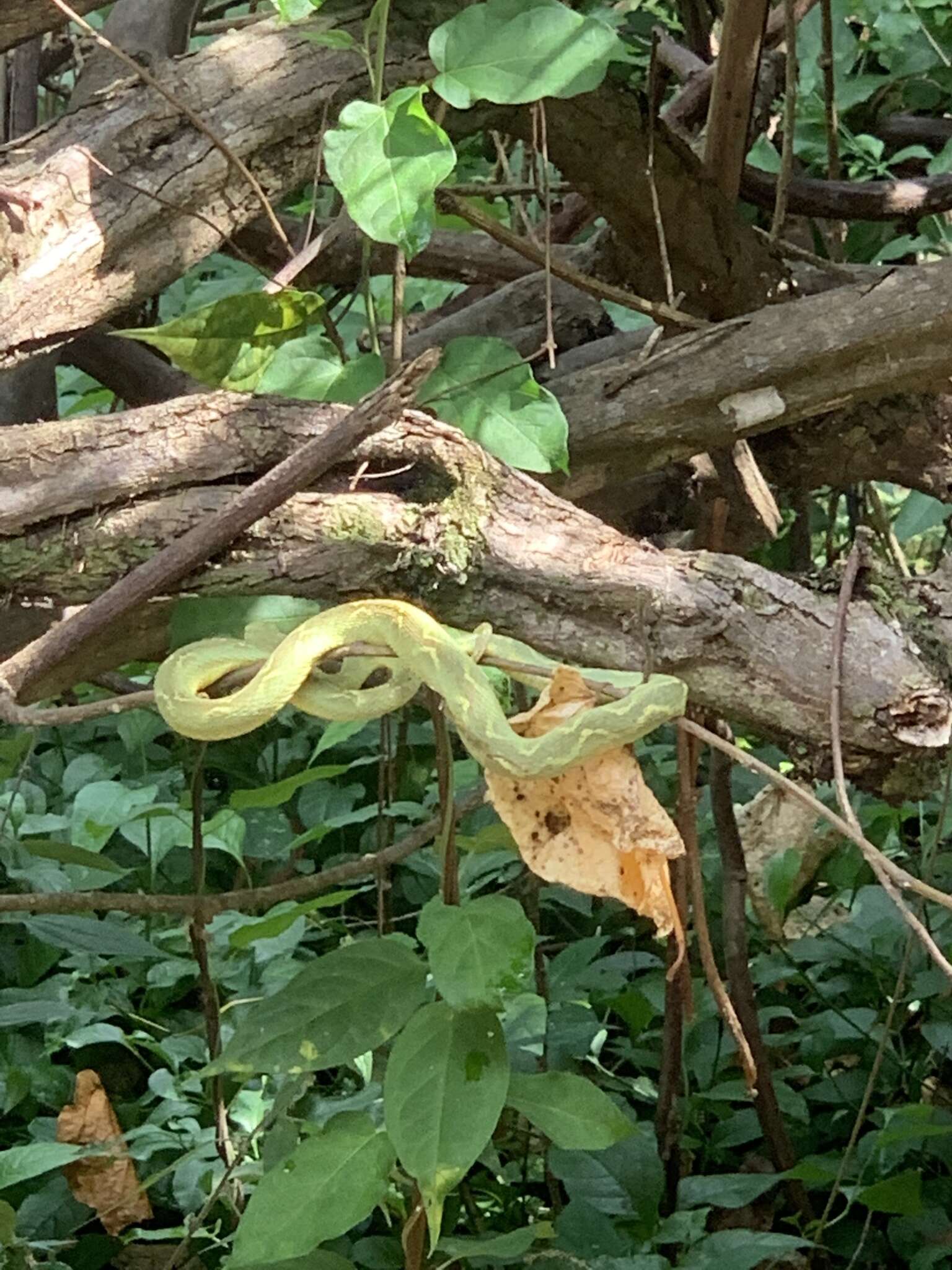 Image of Mt Rungwe bush viper