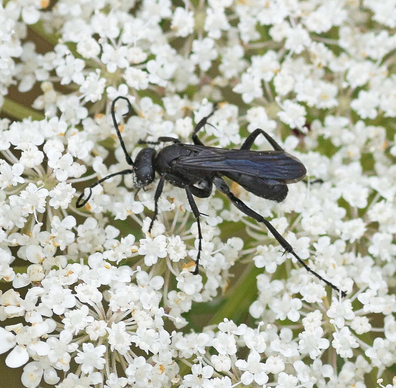 Anoplius nigerrimus (Scopoli 1763) resmi