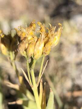 Image of rock goldenrod