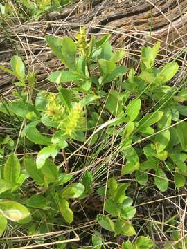 Image of blueberry willow