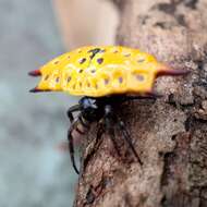 Image of Gasteracantha quadrispinosa O. Pickard-Cambridge 1879