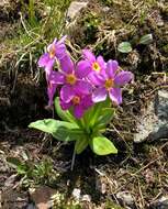 Primula parryi A. Gray resmi