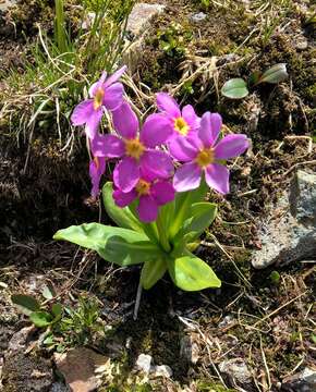 Primula parryi A. Gray resmi