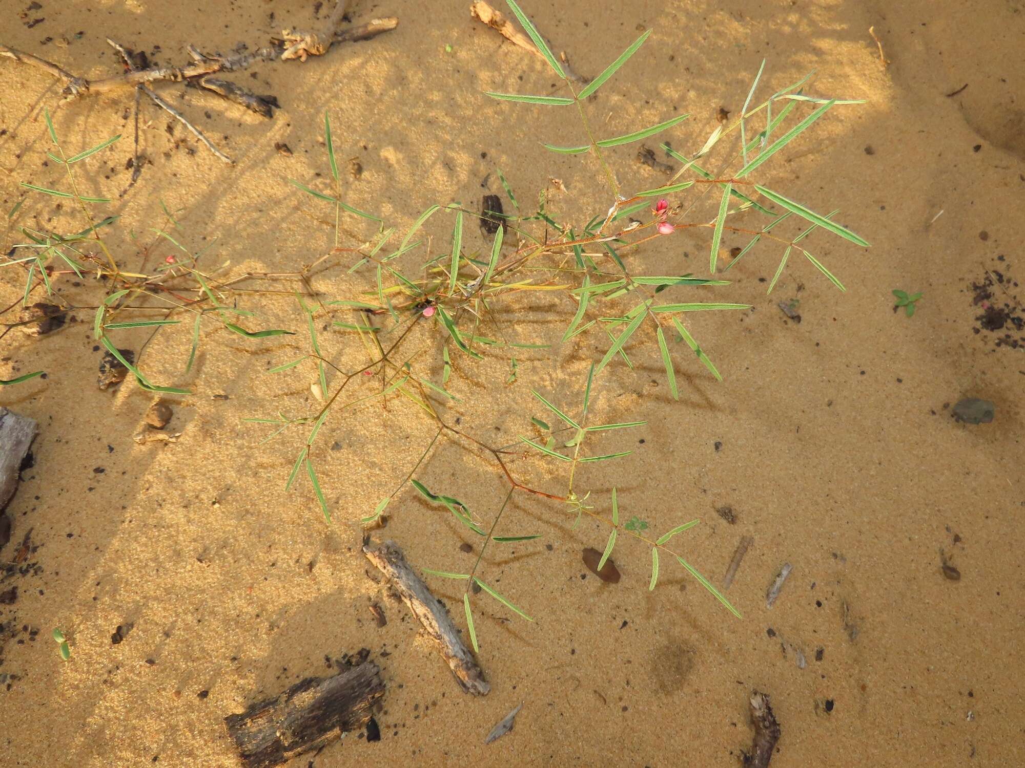 Image of Indigofera charlieriana var. charlieriana