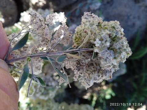 Image of Bystropogon origanifolius L'Hér.