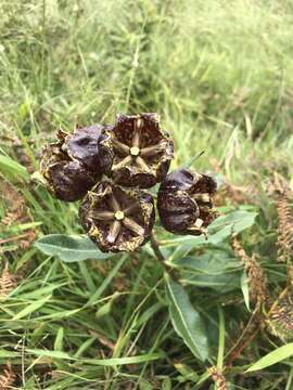 Image of Pachycarpus grandiflorus subsp. grandiflorus