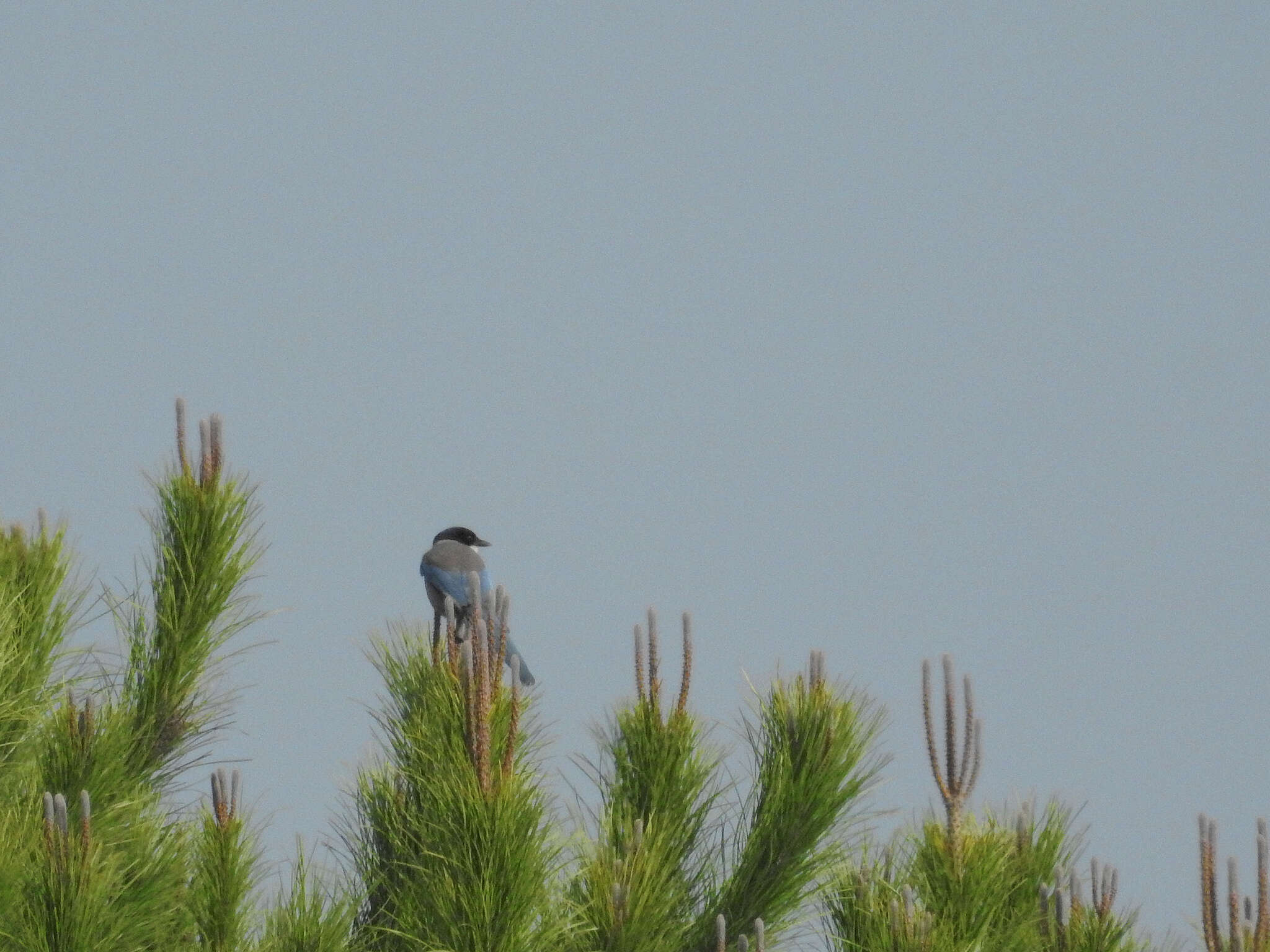 Image of Iberian Magpie