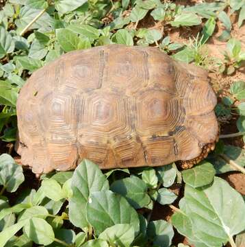 Image of Lobatse Hingeback Tortoise