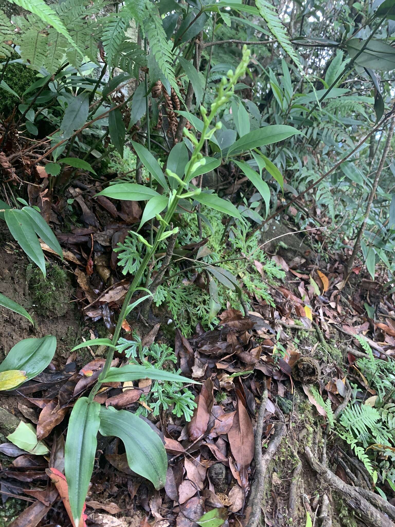 Слика од Platanthera minor (Miq.) Rchb. fil.