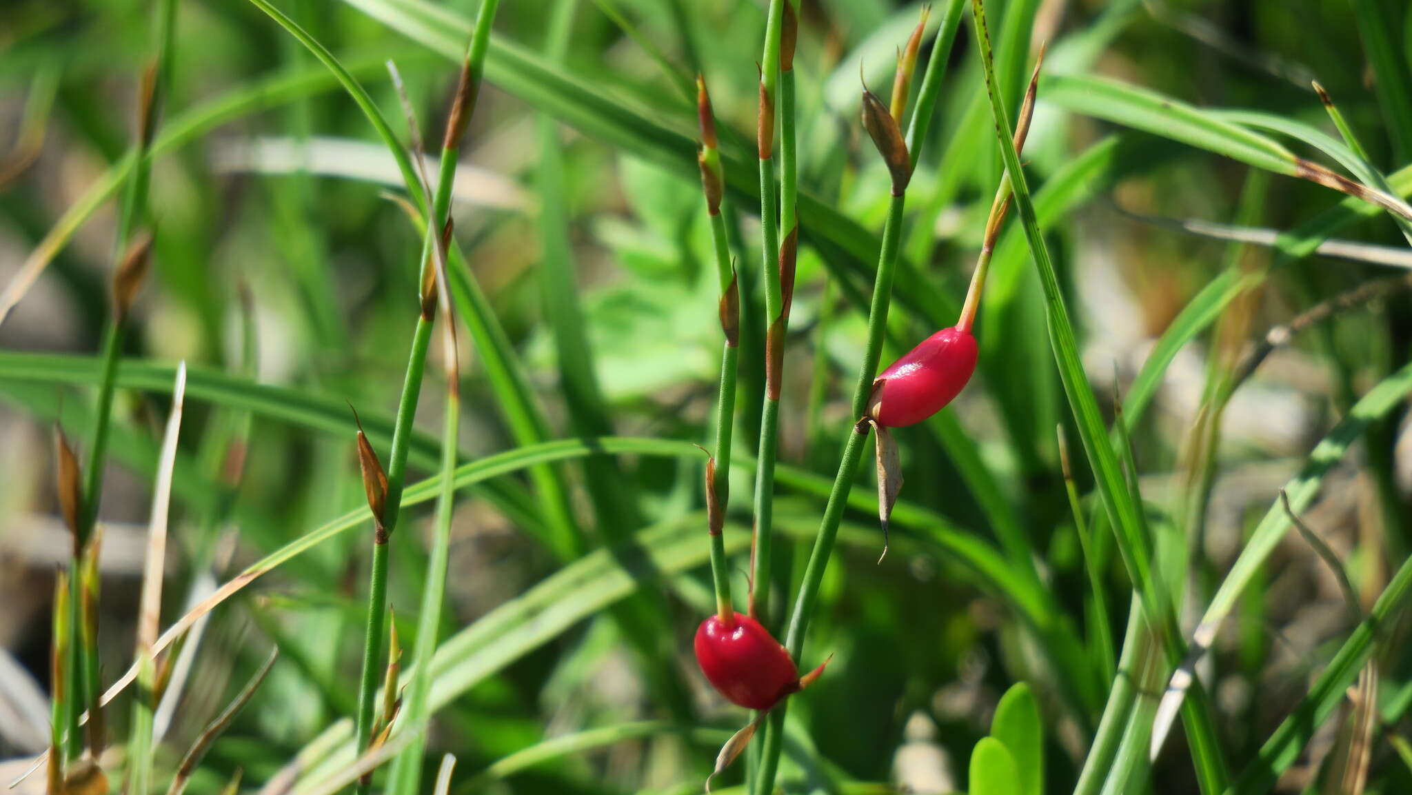 Image of Elegia microcarpa (Kunth) Moline & H. P. Linder