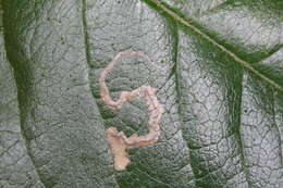 Sivun Stigmella centifoliella (Zeller 1848) Beirne 1945 kuva