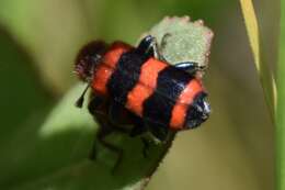 Image of Trichodes apivorus Germar 1824