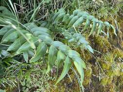 Image of Polygonatum arisanense Hayata