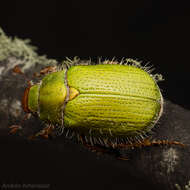 Image of Beetle