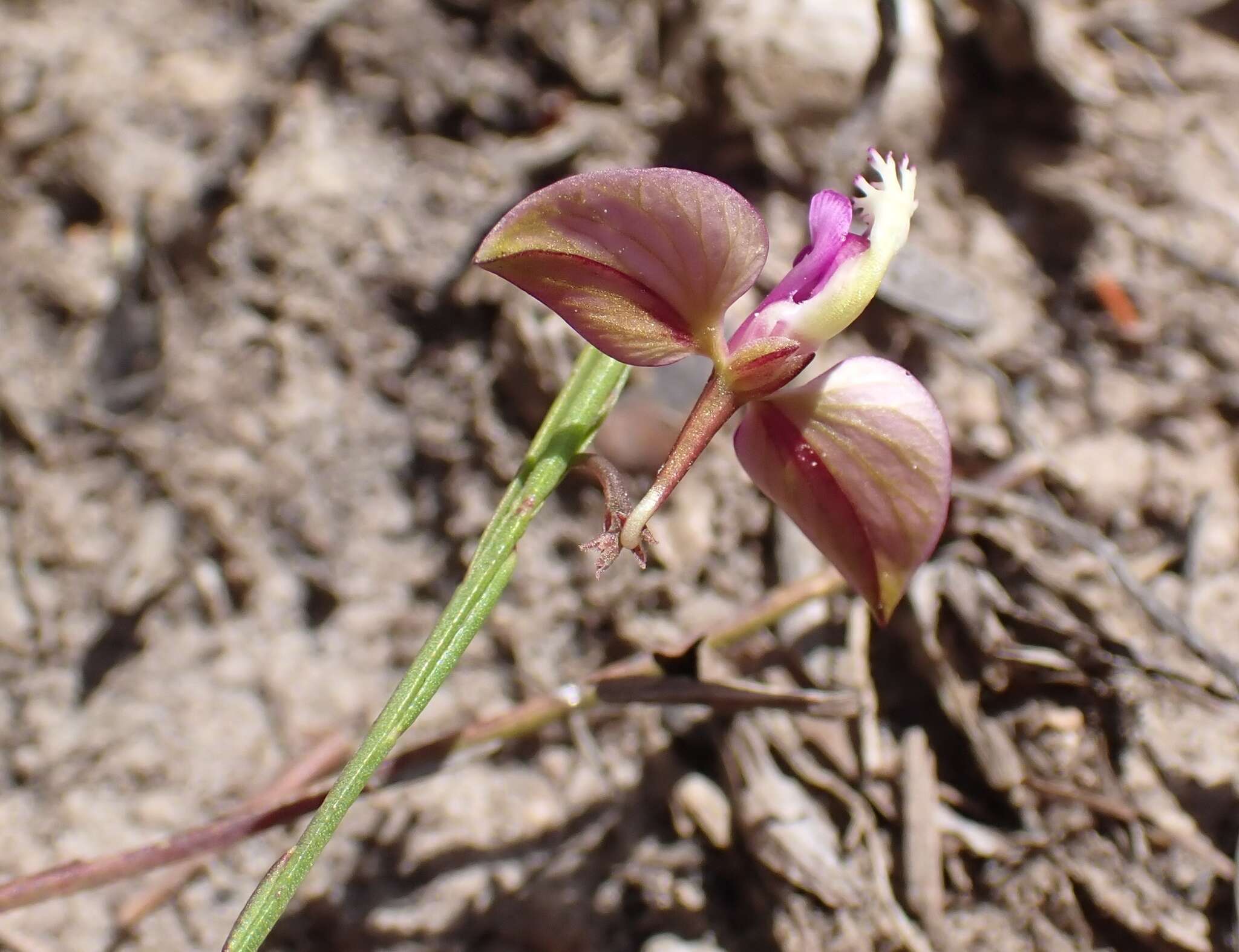 Image of Polygala refracta Burch. ex DC.