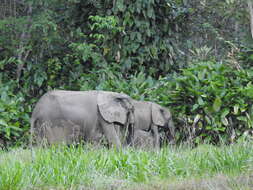 Image of African forest elephant