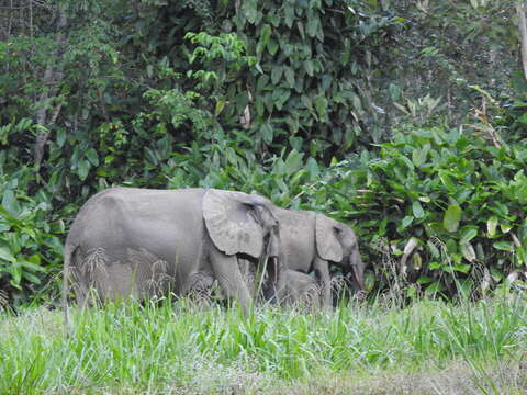 Image of African forest elephant