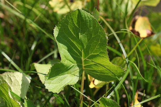 Image of Ligularia subsagittata Pojark.