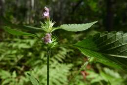 Image of lesser hemp-nettle