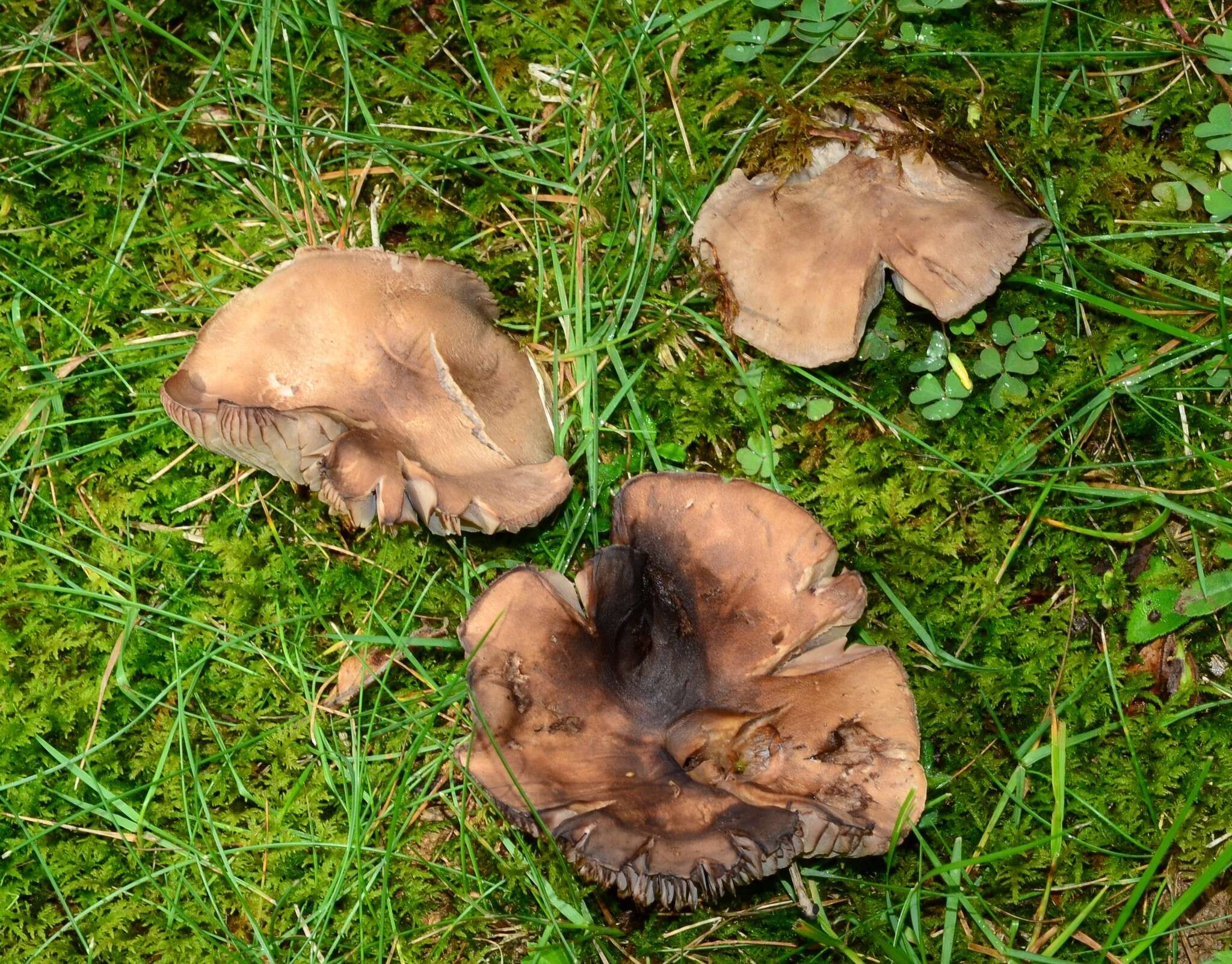 Imagem de Pseudotricholoma umbrosum (A. H. Sm. & M. B. Walters) Sánchez-García & Matheny 2014