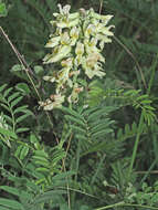 Sophora alopecuroides L. resmi