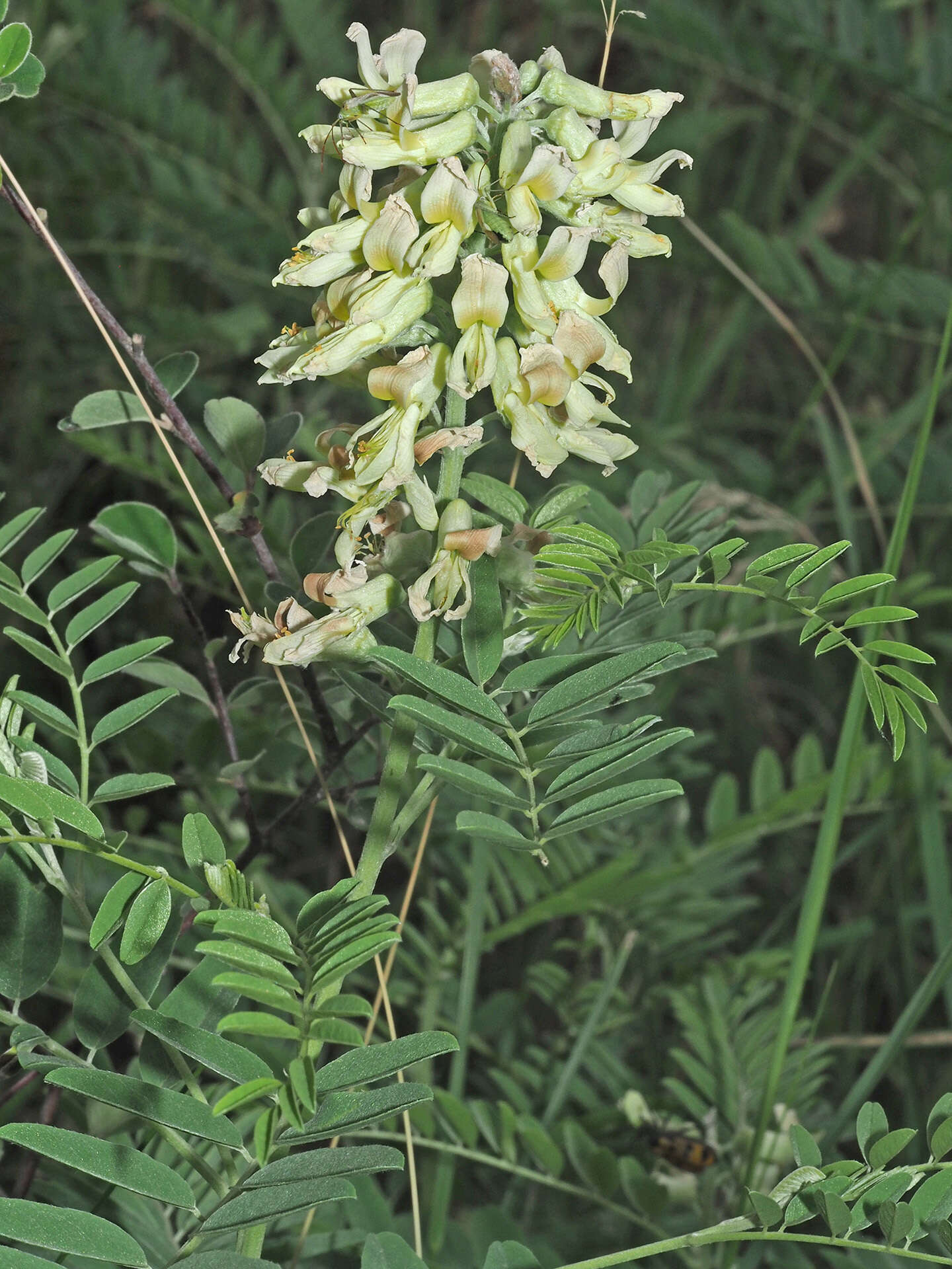 Sophora alopecuroides L. resmi