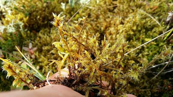 Image of racomitrium moss