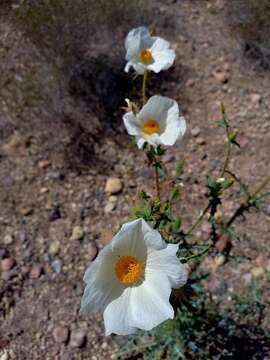 Image of Sonoran pricklypoppy