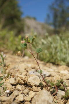 Image of Neapolitan Melilot