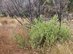 Слика од Arctostaphylos glandulosa subsp. zacaensis (Eastw.) P. V. Wells