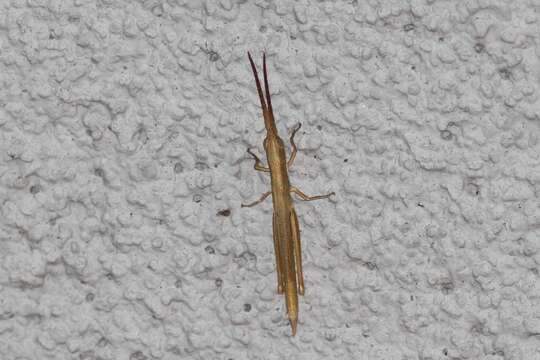 Image of Wyoming Toothpick Grasshopper