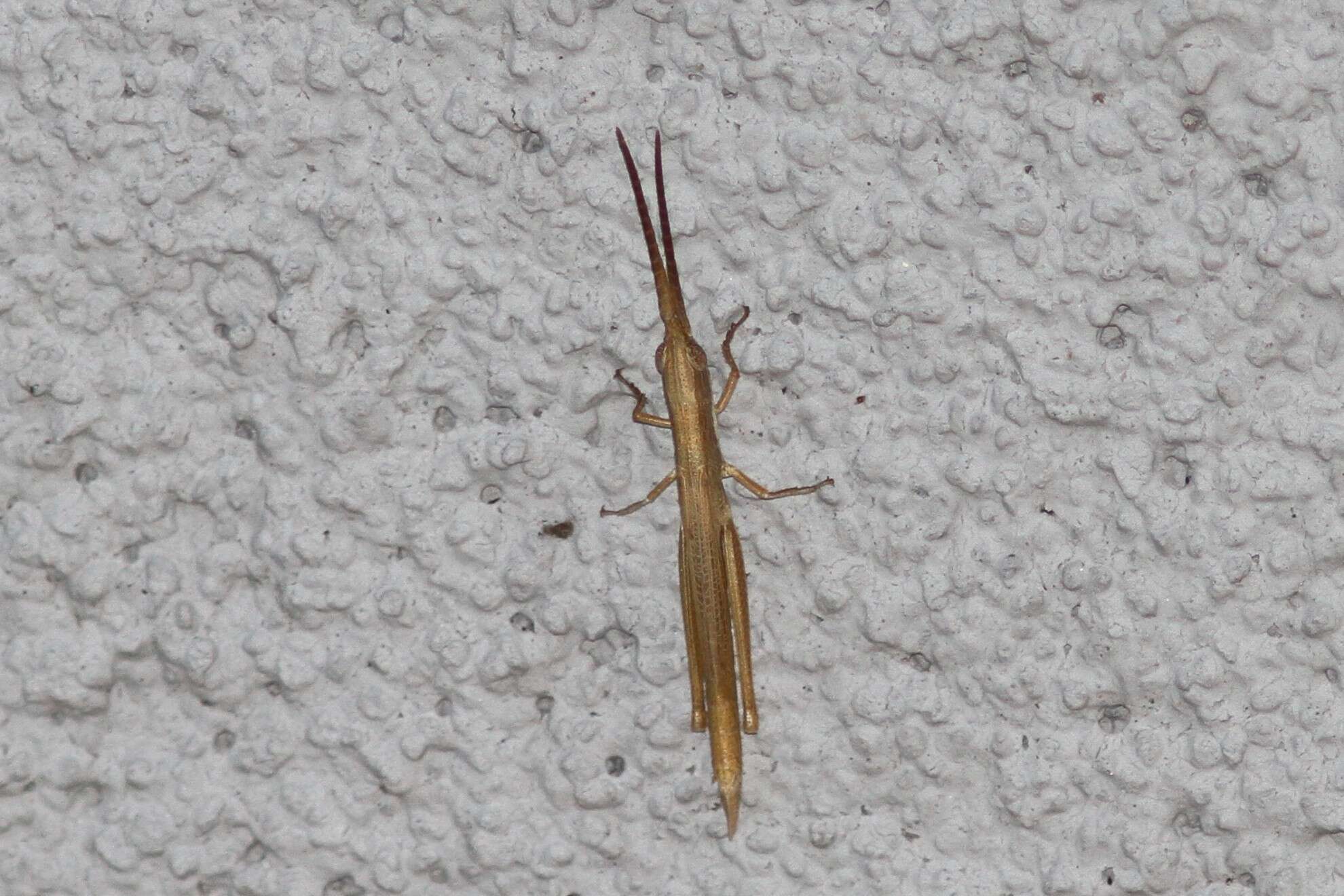 Image of Wyoming Toothpick Grasshopper