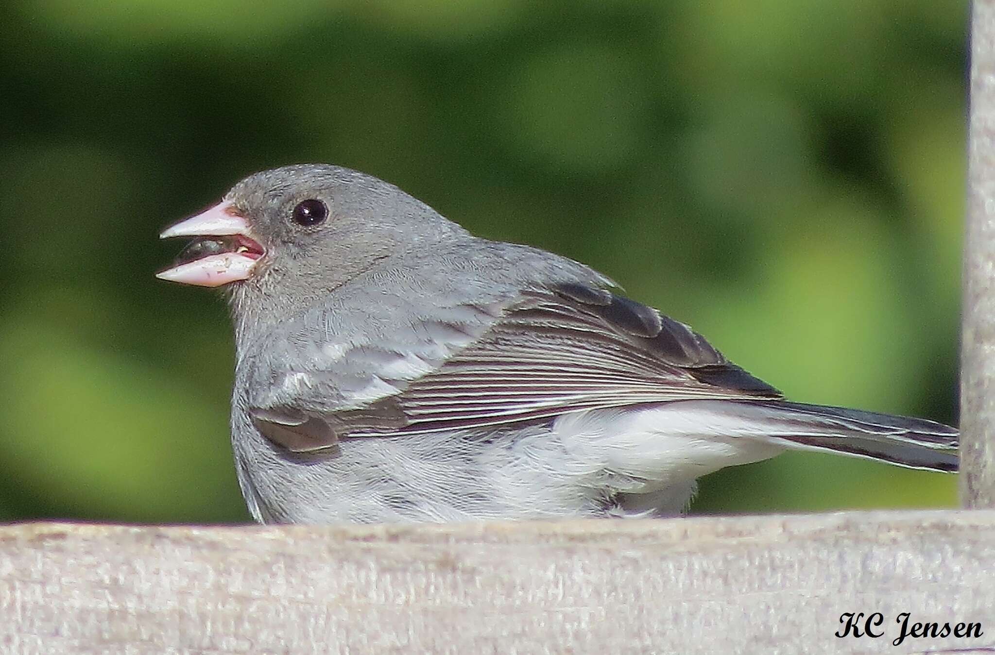 صورة Junco hyemalis aikeni Ridgway 1873