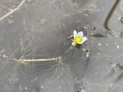 Image of Panarctic Water-Crowfoot