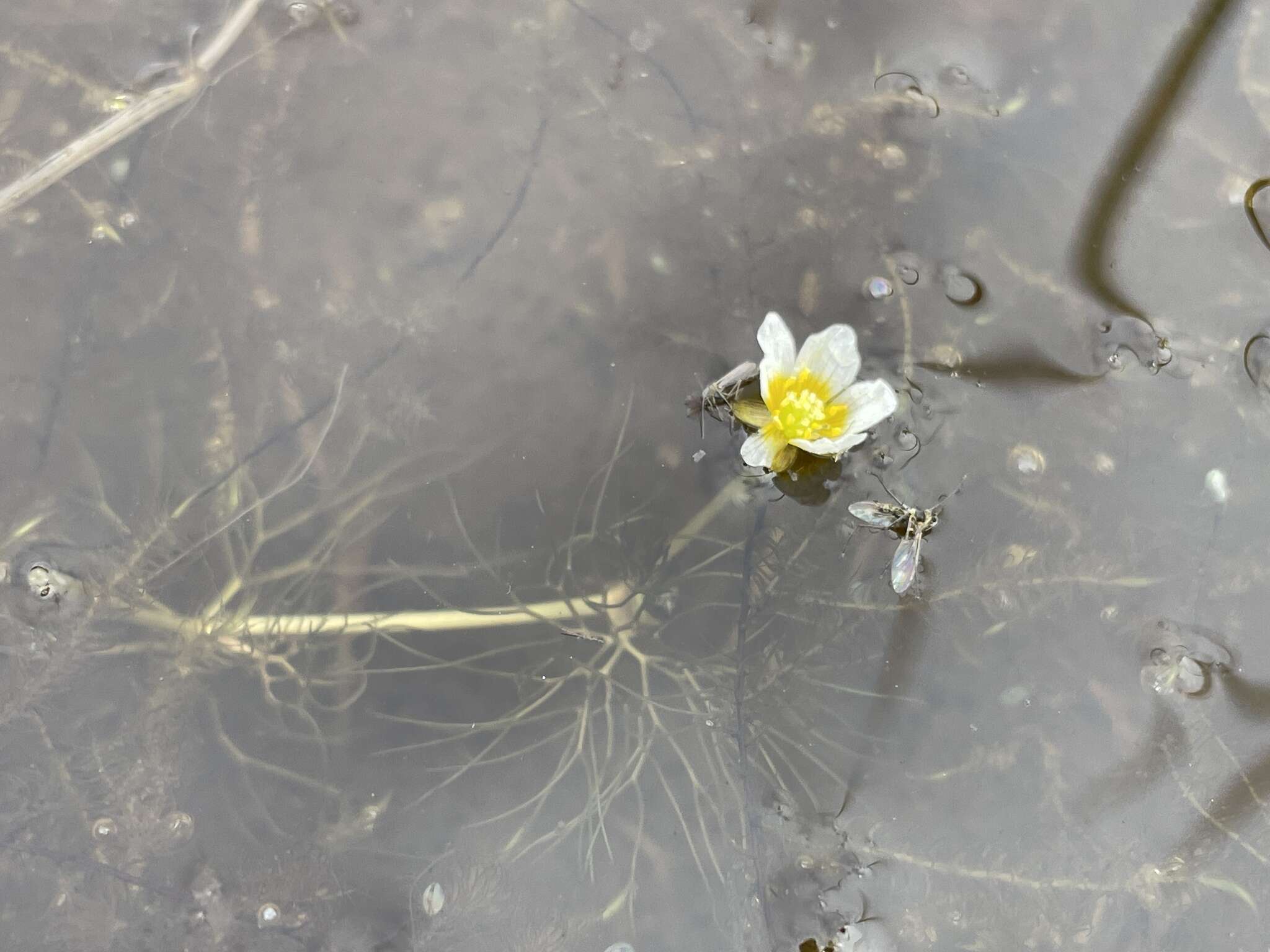 Image of Panarctic Water-Crowfoot