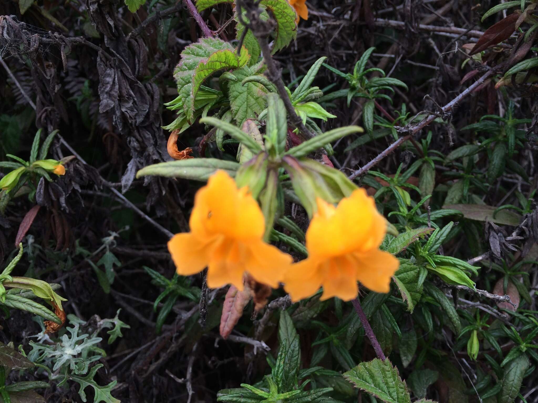 Image of Orange Bush-Monkey-Flower