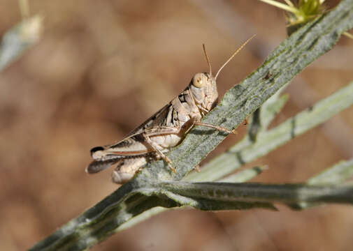 Image of Devastating Grasshopper