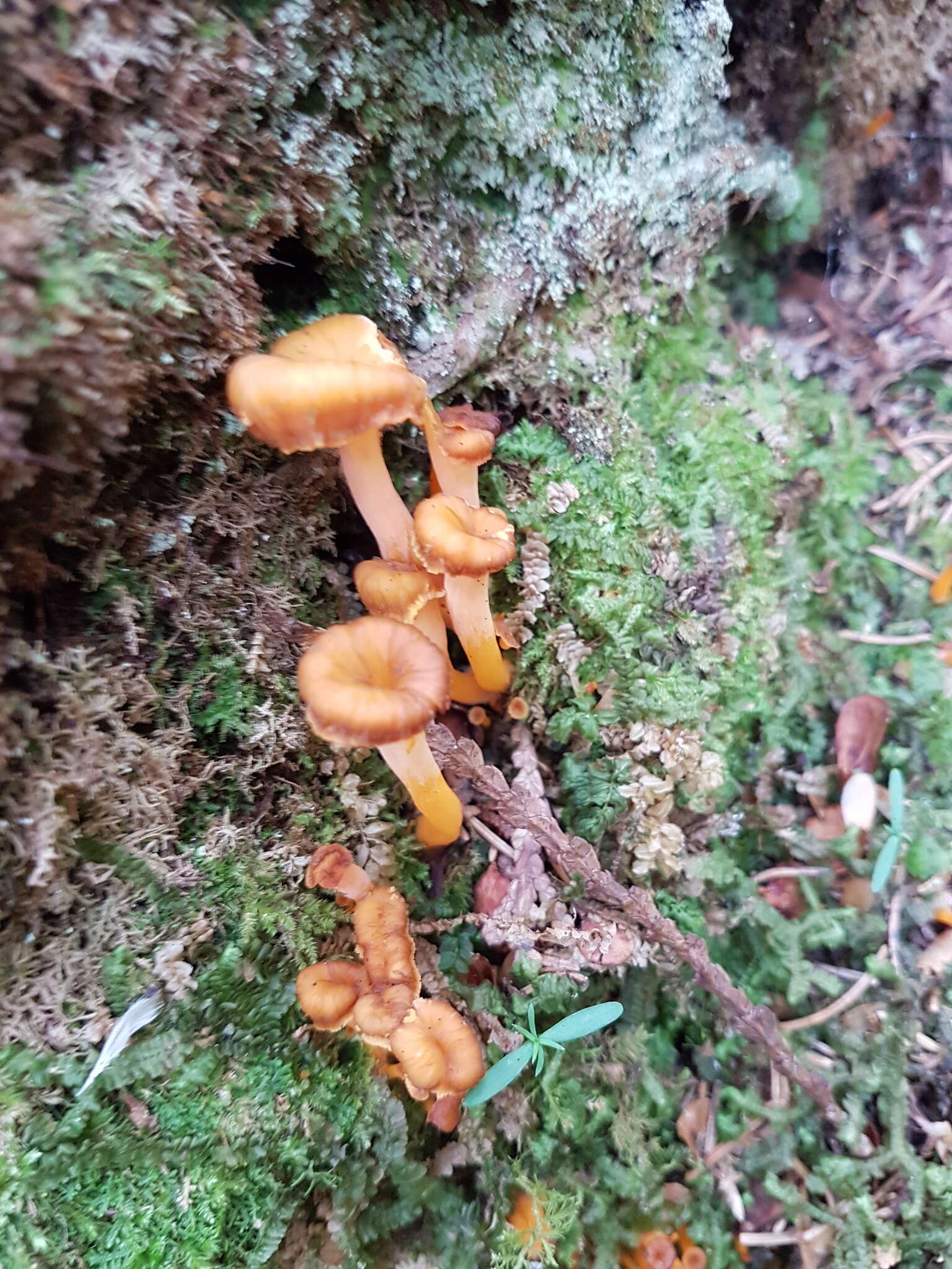 Image of Craterellus lutescens (Fr.) Fr. 1838